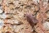 Clouded Drab (Orthosia incerta), adult. Comb Bridges, 25-03-2025. Copyright Christopher Blakey.