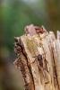 Red Sword-grass (Xylena vetusta), adult. West Moor Plantation, 03-04-2025. Copyright Christopher Blakey.