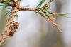 Pine Beauty (Panolis flammea), adult. West Moor Plantation, 03-04-2025. Copyright Christopher Blakey.