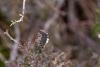 Dark Tussock (Dicallomera fascelina), larval. Muggleswick Common, 26-04-2025. Copyright Christopher Blakey.