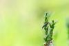 Coleophora pyrrhulipennella, case. Waldridge Fell, 30-04-2025. Copyright Christopher Blakey.