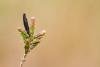 Coleophora pyrrhulipennella, case. Knitsley Fell, 12-05-2025. Copyright Christopher Blakey.