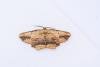 Waved Umber (Menophra abruptaria), adult. West Moor Plantation, 13-05-2025. Copyright Christopher Blakey.