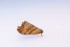 Scalloped Hook-tip (Falcaria lacertinaria), adult. West Moor Plantation, 13-05-2025. Copyright Christopher Blakey.