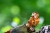 Lunar Thorn (Selenia lunularia), adult. West Moor Plantation, 13-05-2025. Copyright Christopher Blakey.