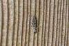 Carpatolechia proximella, adult. Felledge, 22-05-2025. Copyright Christopher Blakey.