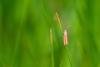 Bactra lancealana, adult. Hisehope Burn, 31-05-2025. Copyright Christopher Blakey.