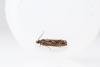 Epinotia immundana, adult. Hardwick Park, 31-05-2025. Copyright Christopher Blakey.