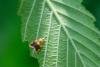 Pseudargyrotoza conwagana, adult. Tilery Wood, 06-06-2025. Copyright Christopher Blakey.