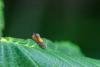 Dichrorampha alpinana, adult. Tilery Wood, 06-06-2025. Copyright Christopher Blakey.