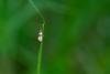 Orthotaenia undulana, adult. Tilery Wood, 06-06-2025. Copyright Christopher Blakey.