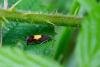 Pammene regiana, adult. Tilery Wood, 06-06-2025. Copyright Christopher Blakey.
