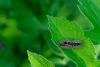 Yellow-tail (Euproctis similis), larval. Tilery Wood, 06-06-2025. Copyright Christopher Blakey.