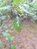 Coleophora serratella, larval feeding signs. Knitsley Fell. Copyright Christopher Blakey.
