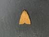 Angle-striped Sallow (Enargia paleacea), adult. Stockton, 30-07-2024. Copyright Ed Pritchard.