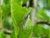Apple Ermine (Yponomeuta malinellus), adult. Saltholme, 06-07-2024. Copyright Ed Pritchard.