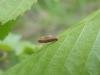 Coleophora serratella, case. Saltholme, 23-04-2024. Copyright Ed Pritchard.