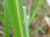 Elachista poae, larval. Belasis Beck, 20-05-2024. Copyright Ed Pritchard.
