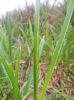 Elachista poae, mine. Belasis Beck, 15-05-2024. Copyright Ed Pritchard.
