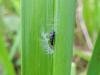 Elachista poae, pupal. Belasis Beck, 28-05-2024. Copyright Ed Pritchard.