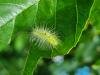 Miller (Acronicta leporina), larval. Saltholme, 17-07-2024. Copyright Ed Pritchard.