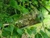 Willow Ermine (Yponomeuta rorrella), larval web. Saltholme, 15-07-2024. Copyright Ed Pritchard.