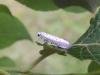 Willow Ermine (Yponomeuta rorrella), adult. 21-07-2024. Copyright Ed Pritchard.