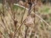 Winter Moth (Operophtera brumata), adult. Saltholme, 04-12-2024. Copyright Ed Pritchard.