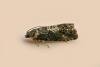 Pammene suspectana, adult. Chester-le-Street. Copyright Keith Dover.