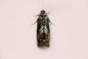 Pammene suspectana, adult. Chester-le-Street. Copyright Keith Dover.