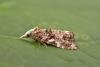 Phtheochroa rugosana, adult. Low Coniscliffe. Copyright Keith Dover.