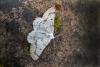 Grey Scalloped Bar (Dyscia fagaria), adult. Chester-le-Street, 06-06-2025. Copyright Keith Dover.