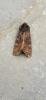 Black Rustic (Aporophyla nigra), adult. Old Quarrington, 19-10-2024. Copyright Richard Cowen.