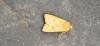 Brick (Sunira circellaris), adult. Old Quarrington, 15-10-2024. Copyright Richard Cowen.