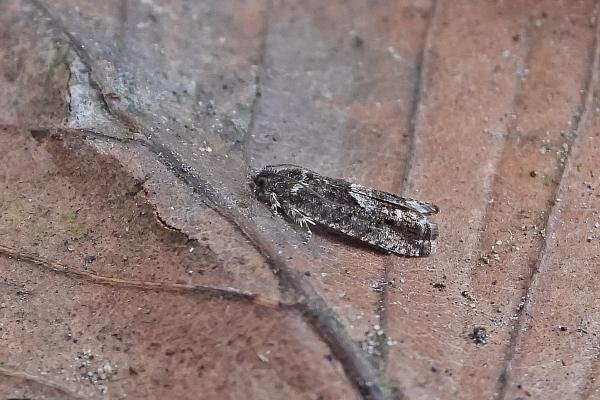 Pammene giganteana, adult. Chester-le-Street, 27-03-2025. Copyright Keith Dover. Pammene giganteana, adult. Chester-le-Street, 27-03-2025. Copyright Keith Dover.