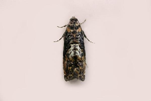 Pammene suspectana, adult. Chester-le-Street. Copyright Keith Dover. Pammene suspectana, adult. Chester-le-Street. Copyright Keith Dover.