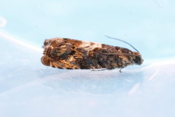 Pammene suspectana, adult. Crossgate Moor, 12-05-2025. Copyright Arto Maatta.
