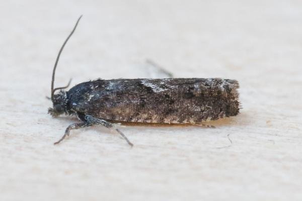 Pammene giganteana, adult. Crossgate Moor, 07-04-2025. Copyright Arto Maatta.
