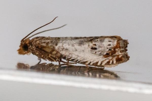 Notocelia rosaecolana, adult. Crossgate Moor, 17-06-2024. Copyright Arto Maatta. Notocelia rosaecolana, adult. Crossgate Moor, 17-06-2024. Copyright Arto Maatta.