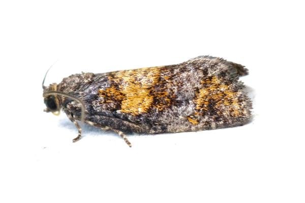 Ptycholomoides aeriferana, adult. Crossgate Moor, 28-07-2024. Copyright Arto Maatta. Ptycholomoides aeriferana, adult. Crossgate Moor, 28-07-2024. Copyright Arto Maatta.