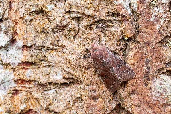 Clouded Drab (Orthosia incerta), adult. Comb Bridges, 25-03-2025. Copyright Christopher Blakey. Clouded Drab (Orthosia incerta), adult. Comb Bridges, 25-03-2025. Copyright Christopher Blakey.