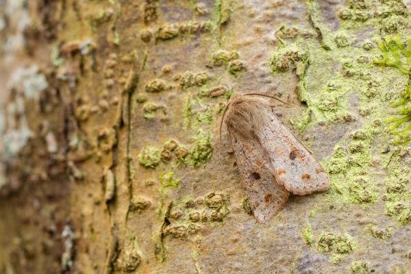Twin-spotted Quaker (Anorthoa munda), adult. Comb Bridges, 25-03-2025. Copyright Christopher Blakey. Twin-spotted Quaker (Anorthoa munda), adult. Comb Bridges, 25-03-2025. Copyright Christopher Blakey.