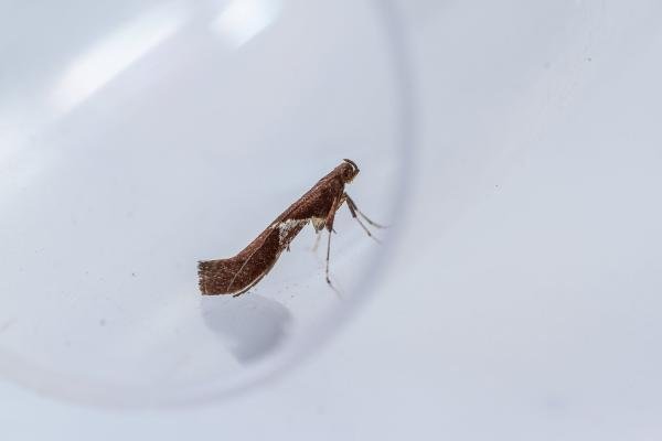 Caloptilia stigmatella, adult. Hardwick Park, 11-04-2025. Copyright Christopher Blakey. Caloptilia stigmatella, adult. Hardwick Park, 11-04-2025. Copyright Christopher Blakey.