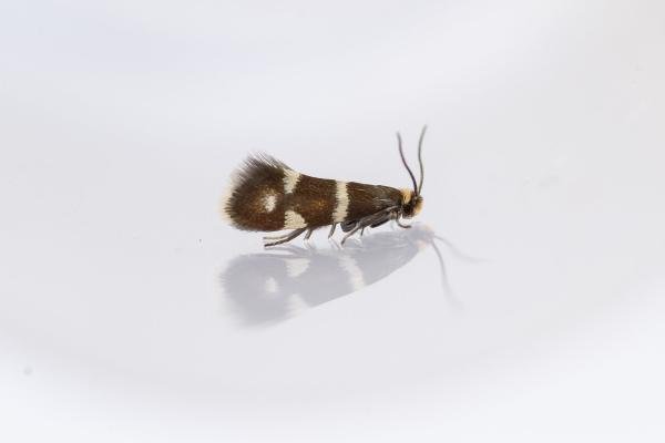 Phylloporia bistrigella, adult. Waldridge Fell, 28-04-2025. Copyright Christopher Blakey. Phylloporia bistrigella, adult. Waldridge Fell, 28-04-2025. Copyright Christopher Blakey.