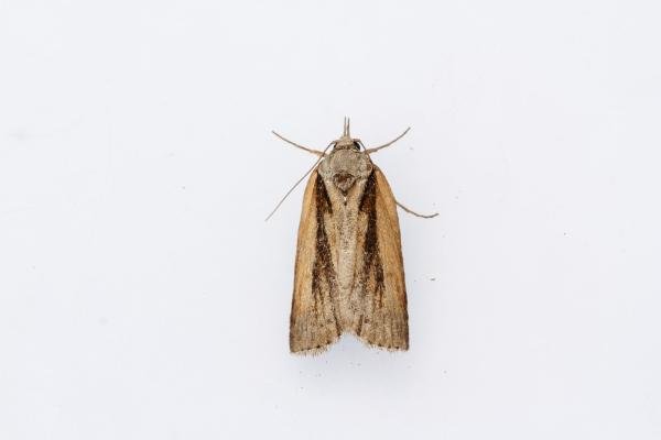 Oak Nycteoline (Nycteola revayana), adult. Waldridge Fell, 28-04-2025. Copyright Christopher Blakey. Oak Nycteoline (Nycteola revayana), adult. Waldridge Fell, 28-04-2025. Copyright Christopher Blakey.