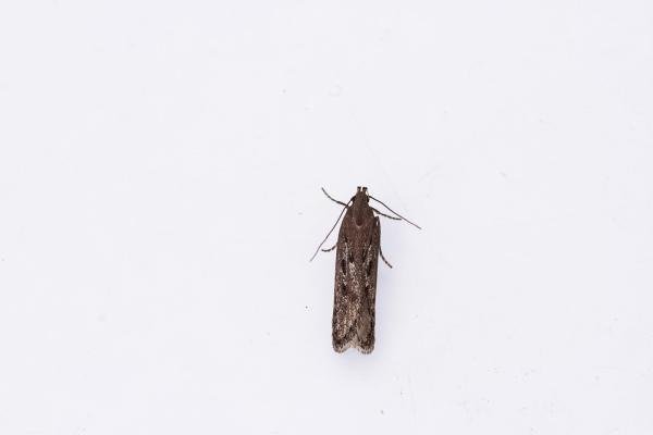 Neofaculta ericetella, adult. Waldridge Fell, 28-04-2025. Copyright Christopher Blakey. Neofaculta ericetella, adult. Waldridge Fell, 28-04-2025. Copyright Christopher Blakey.