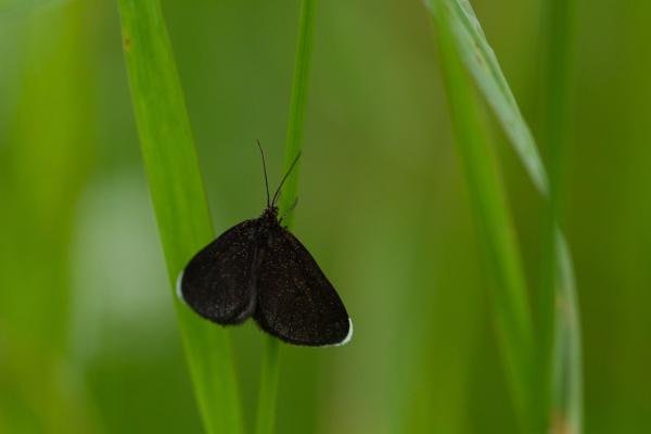 Chimney Sweeper (Odezia atrata), adult. Daisy Hill, 18-06-2019. Copyright Christopher Blakey. Chimney Sweeper (Odezia atrata), adult. Daisy Hill, 18-06-2019. Copyright Christopher Blakey.