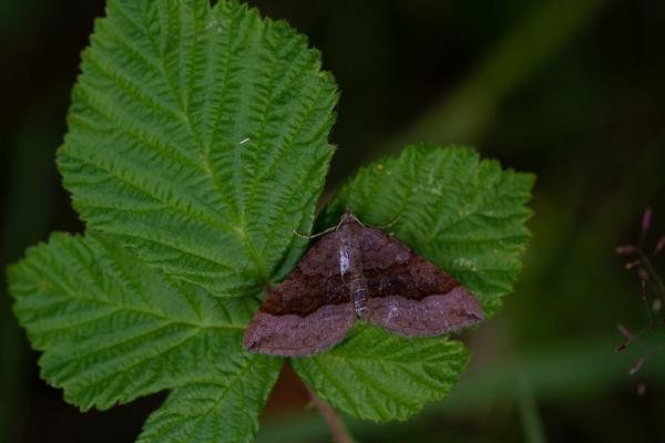 Shaded Broad-bar (Scotopteryx chenopodiata), adult. Cater House Colliery, 19-07-2019. Copyright Christopher Blakey. Shaded Broad-bar (Scotopteryx chenopodiata), adult. Cater House Colliery, 19-07-2019. Copyright Christopher Blakey.