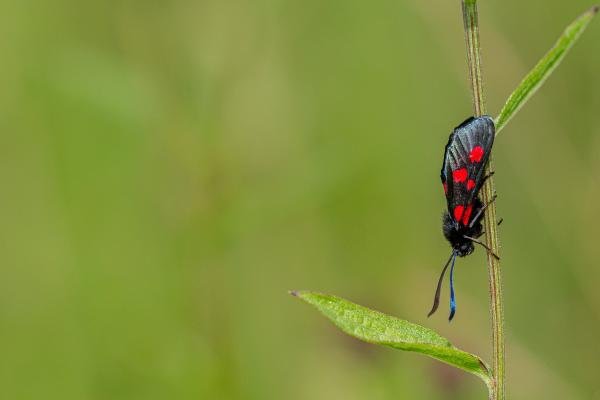 Narrow-bordered Five-spot Burnet (Zygaena lonicerae), adult. Cater House Colliery, 19-07-2019. Copyright Christopher Blakey. Narrow-bordered Five-spot Burnet (Zygaena lonicerae), adult. Cater House Colliery, 19-07-2019. Copyright Christopher Blakey.