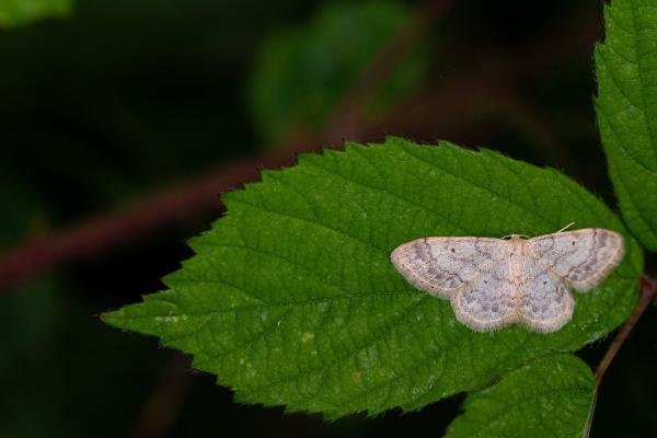 Small Fan-footed Wave (Idaea biselata), adult. Cater House Colliery, 21-07-2019. Copyright Christopher Blakey.